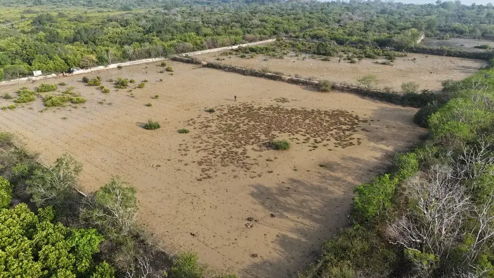 Bekas tambak di antara vegetasi mangrove