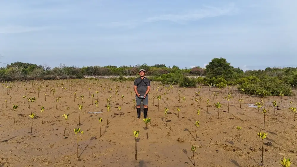 Propagul mangrove yang telah ditanam di bekas tambak