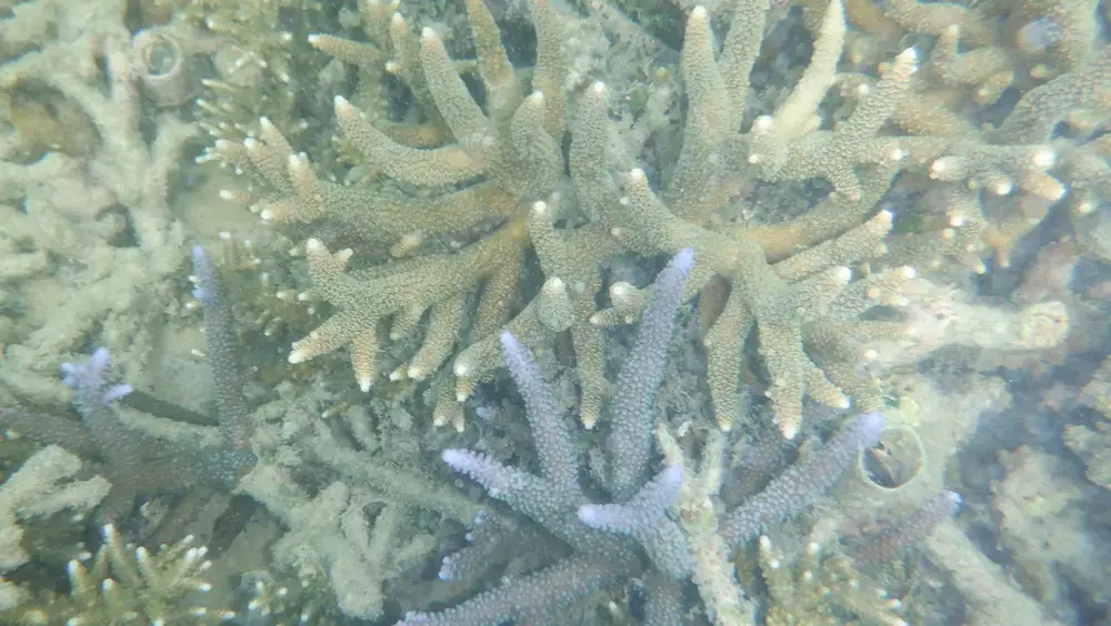 Terumbu karang di perairan Gili Labak