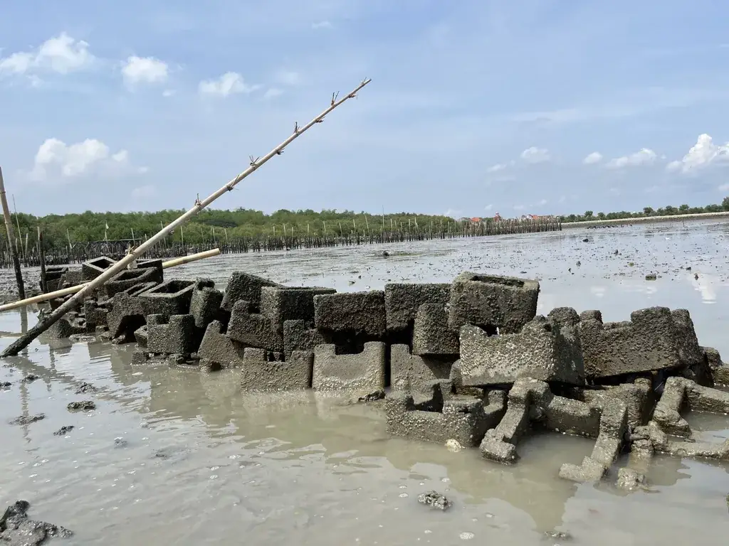 Oyster castle terpasang saat air surut